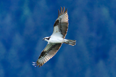 Osprey Spread